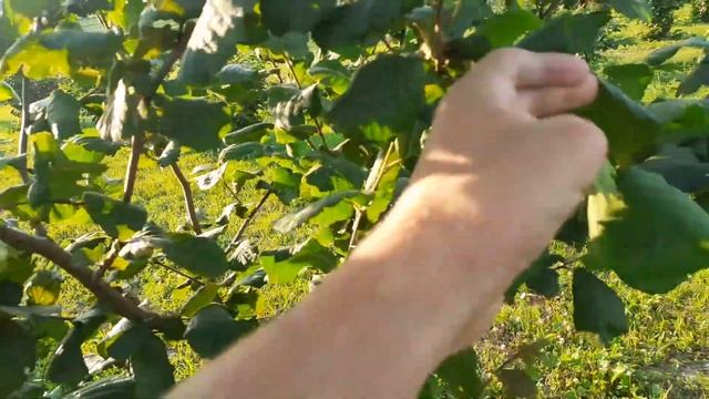 ФУНДУК Врожай сорту Трухсесса 2020!👍🌰🌰🌰😁 смотреть онлайн