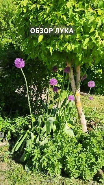 Виды лука декоративного для сада
