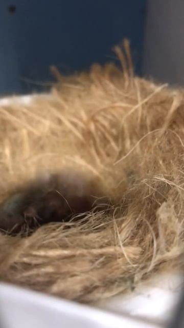 Linnet mules just hatched смотреть онлайн