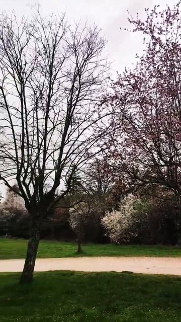 Prunus Americana смотреть онлайн