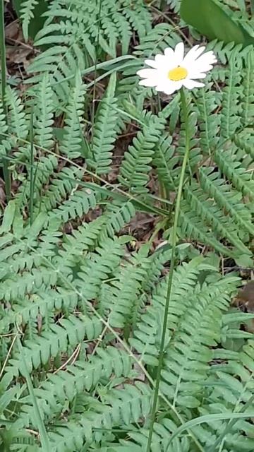 #shorts ромашка любит не любит смотреть онлайн