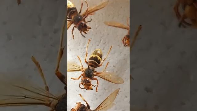ОПАСНЫ ЛИ ШМЕЛИ И ПЧЕЛЫ, ОСЫ, ШЕРШНИ? ARE BUMBLEBEES, BEES, WASPS, HORNETS DANGEROUS? Vespa velutin