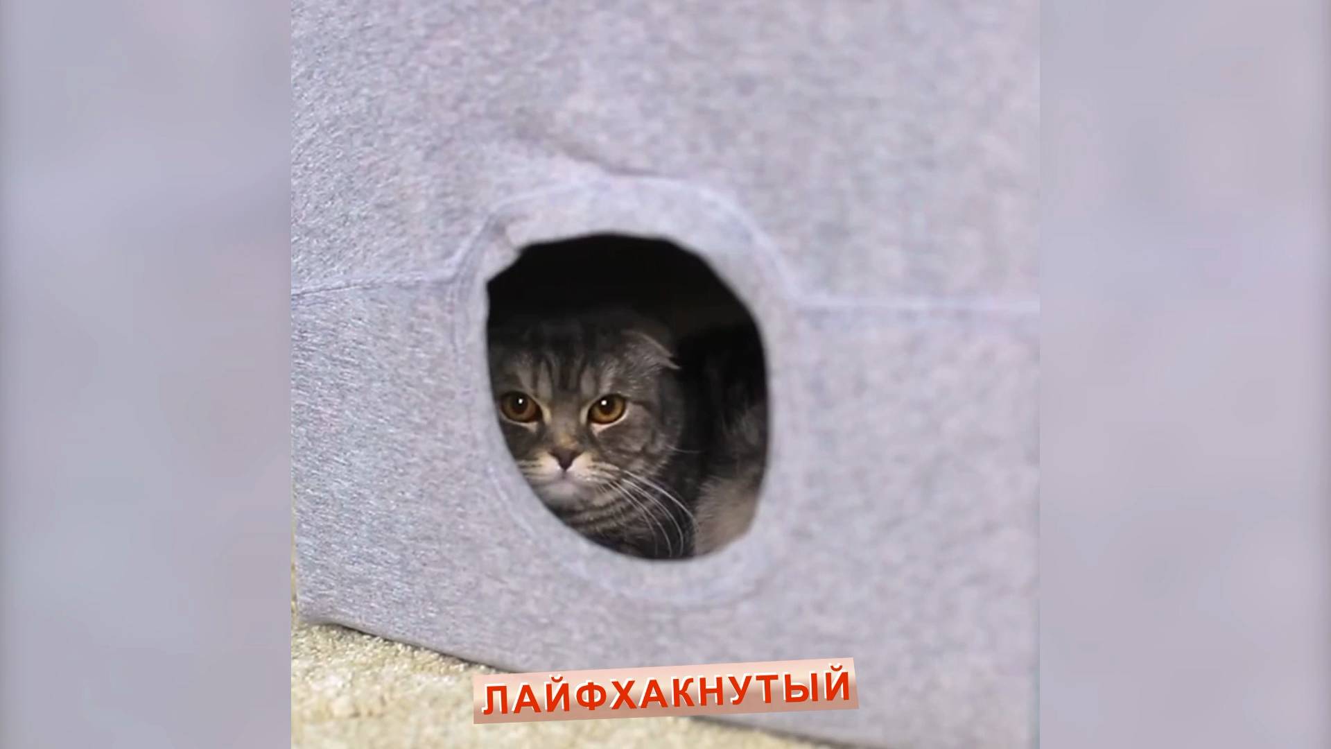 Полезные поделки для домашних питомцев