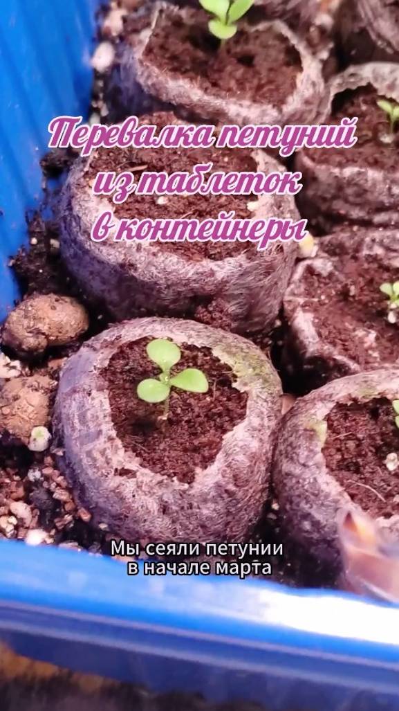 Перевалка петуний из таблеток в контейнеры #петуния #shorts