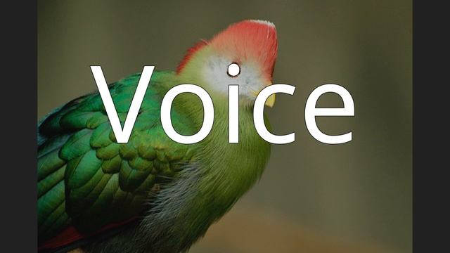 Red-crested turaco смотреть онлайн