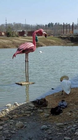 скульптура фламинго из арт бетона.