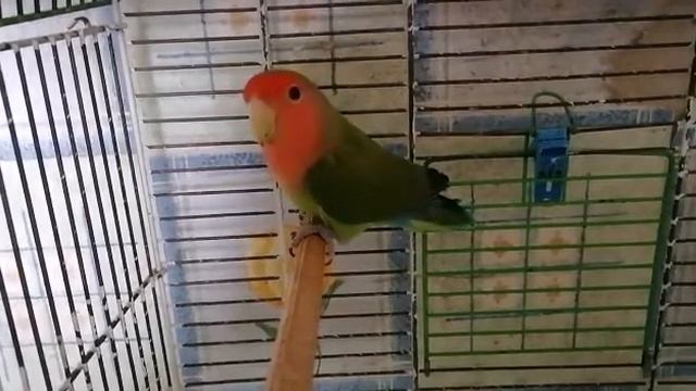 самец неразлучника смотреть онлайн