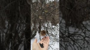 Смелые воробьи