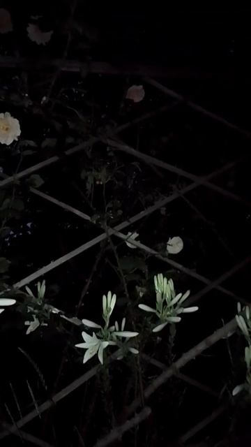 Лунный сад смотреть онлайн