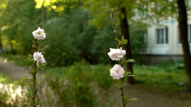 Весенние цветы во дворе смотреть онлайн