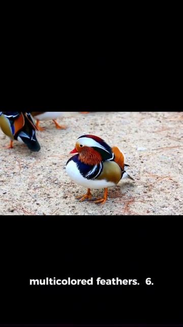 Top 10 most colourful birds in the world смотреть онлайн