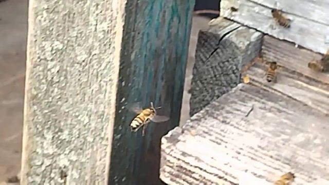 несут обножку. смотреть онлайн