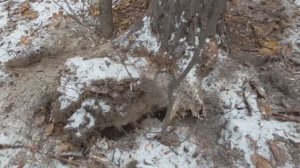 РАБОТА ЧЕРНОГО ДЯТЛА ЖЕЛНА!