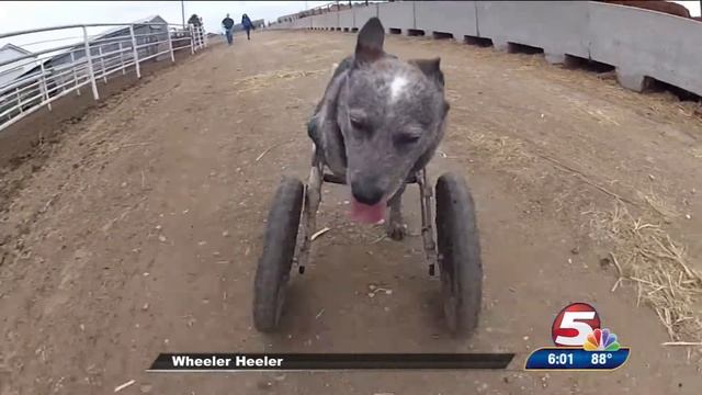 Cynthia McLaughlin MMJ/Reporter/Anchor Reel August 2018 смотреть онлайн