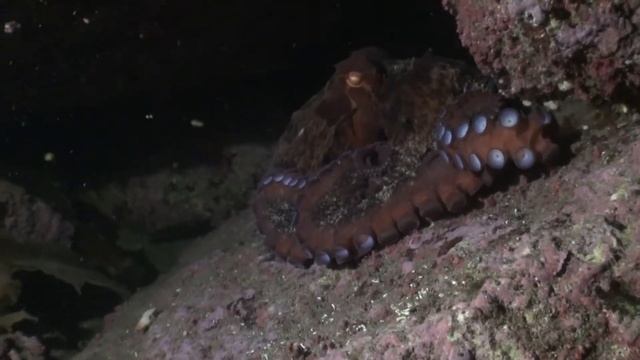 Nigt diving in Spokoinaya bay 14.09.19 смотреть онлайн