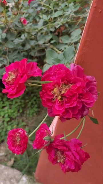 Multi Colored Roses to Spice Up Your Garden #rose смотреть онлайн