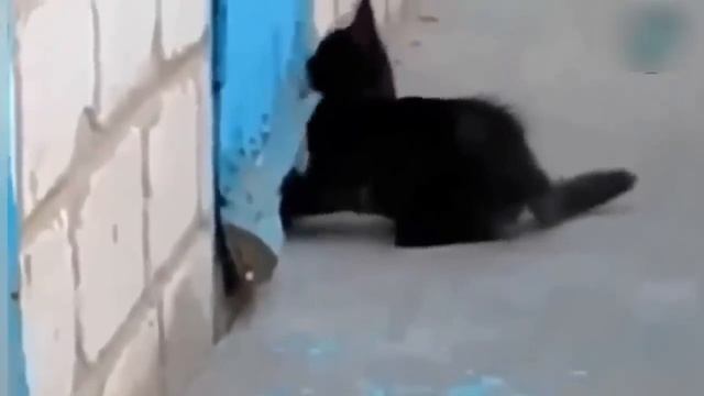 Взаимовыручка среди животных