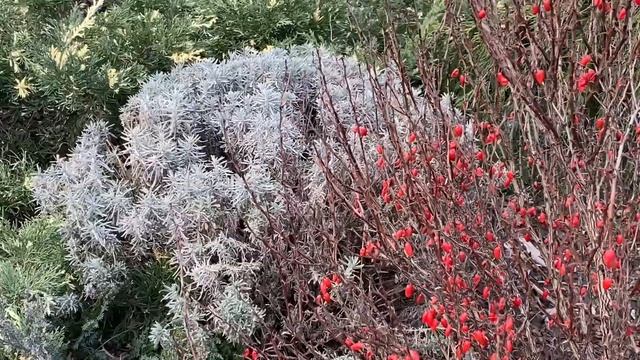 Переваги зимових "квітів" смотреть онлайн