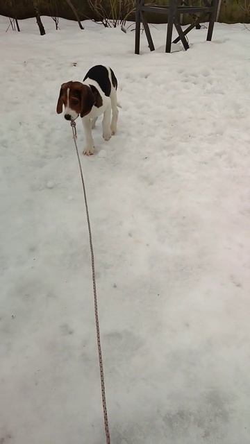 Приобрел нового друга. Щенок эстонской гончей #shorts смотреть онлайн