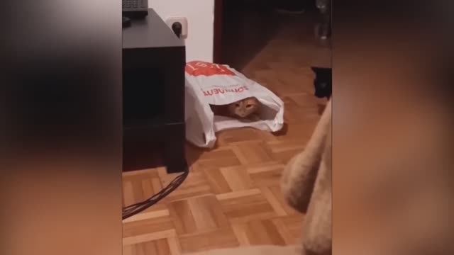 Приколы_с_Животными🔥😂Приколы_2023｜Смешное_Видео｜Смешные_животные