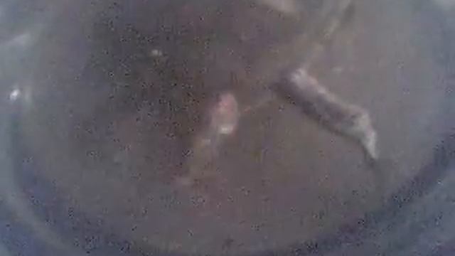 Scutigera VS Tartaruga смотреть онлайн