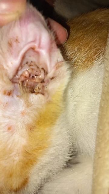 Ear infection in cat смотреть онлайн