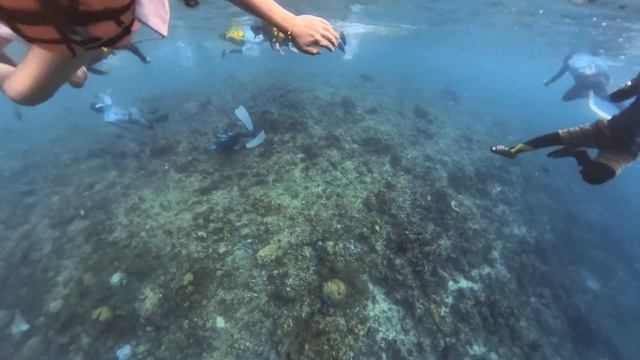 Морской тур на о.Баликасаг, встреча с дельфинами и сноркелинг. Sea tour to Balicasag Island.