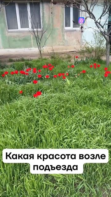 Расцвели тюльпаны