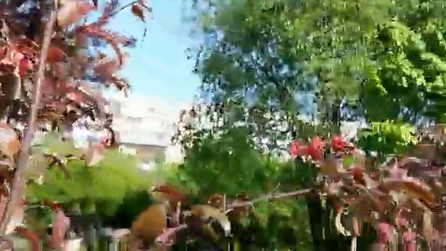 Яблони.Купчино. смотреть онлайн