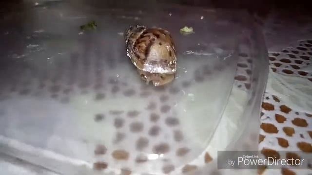 Ульки ¦ Ахатинки Квака и Дрёма || Первое видео смотреть онлайн