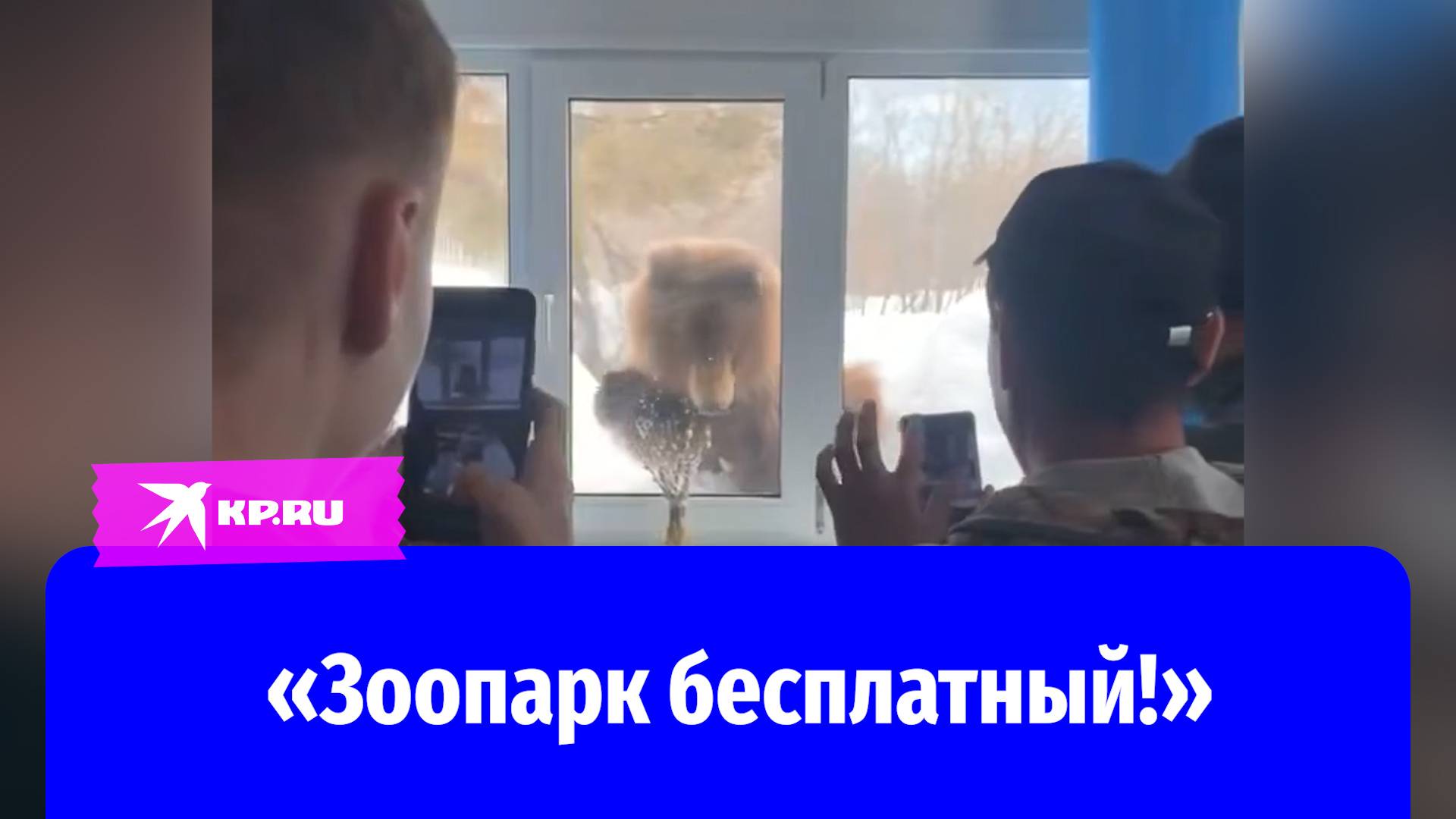 Медведь пришёл под окна столовой на Камчатке
