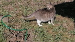 16.04.2025.Котики Ляхово. Домодедово. Московская область.