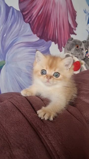 шотландский мальчик золотая шиншилла В золотой шубке,в окрасе ny 11.Котята. смотреть онлайн