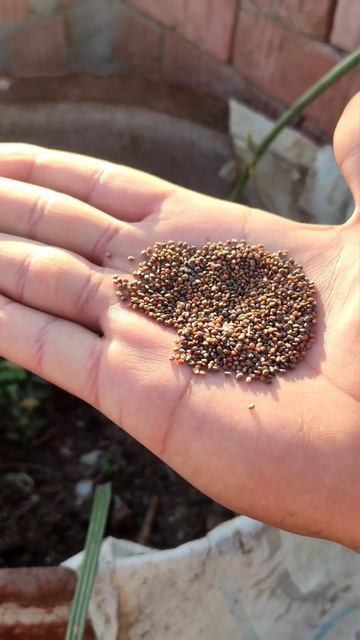 زراعة بزور الجرجير في المنزل #فاكهة смотреть онлайн