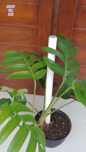 Epipremnum Pinnatum shorts