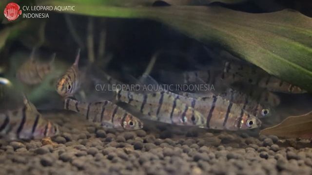 Eirmotus octozona. The UNSUAL Eight banded barb! (Leopard Aquatic U022A) смотреть онлайн
