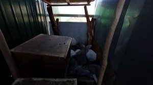 Кролики в вольере. Месяц после заселения