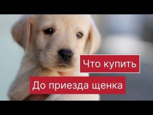 Как подготовиться к приезду щенка . Что купить для собаки .