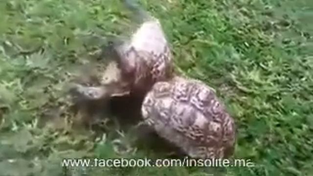 إنقاذ سلحفة لأخرى смотреть онлайн