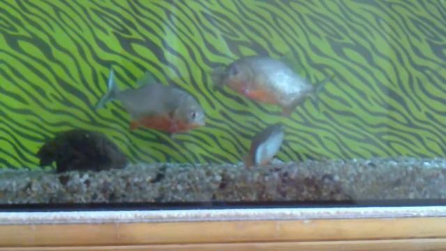 Пираньи смотреть онлайн