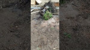 Сажаю кукурузу