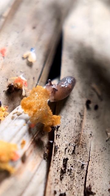 Not an isopod today, but a baby slug living with them and happily munching