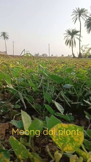moong dal plant in village field