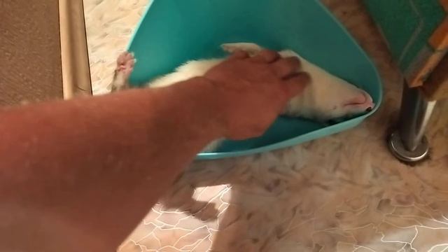 Хорек Чапа пришел домой! смотреть онлайн