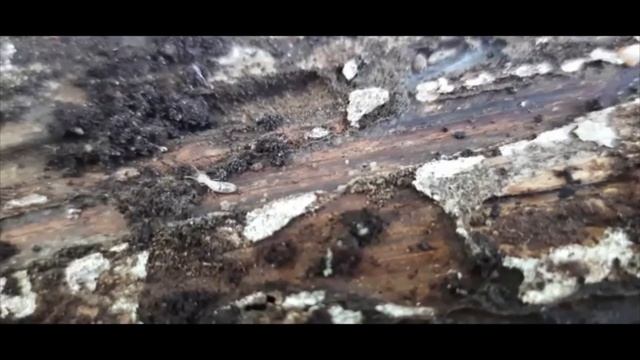 Colonia di Termiti Sotterranee Reticulitermes Lucifugus смотреть онлайн