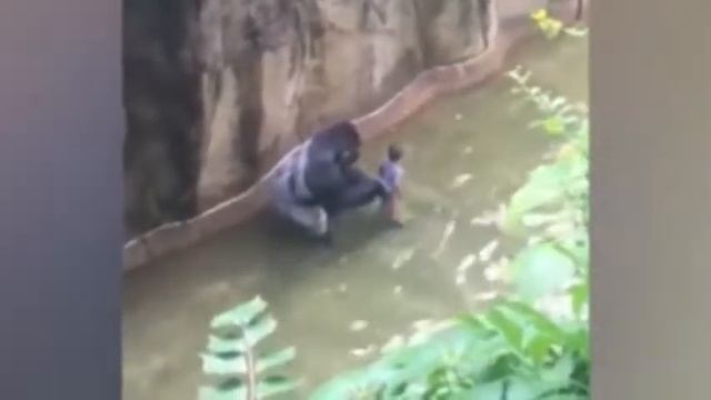 Harambe смотреть онлайн