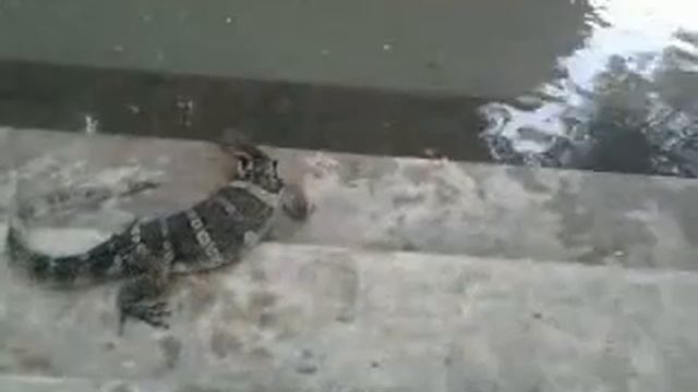 Varan ate spoon by chance :) смотреть онлайн