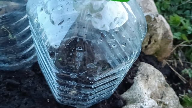 Супермегаклумба16.04.25.лапчатка,кровохлебка,эдельвейсы.mp4