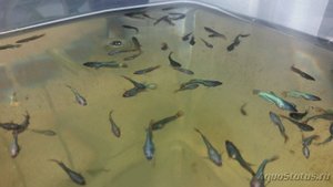Аквариум. Петушки дамбо. Растут, окрашиваются. Aquarium. Bettas Dumbo.
