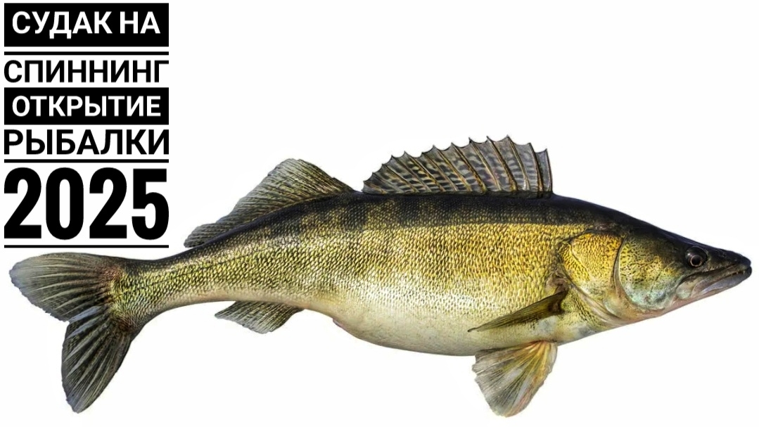 Ловля судака на спиннинг 2025/Открытие рыбалки 2025 смотреть онлайн